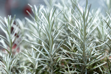 Naklejka na ściany i meble Fresh Rosemary Herb grow outdoor. Rosemary leaves Close-up.