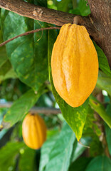 Cacao Tree (Theobroma cacao). Organic cocoa fruit pods in nature.