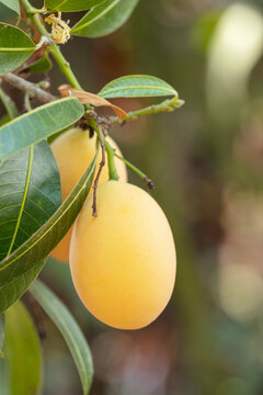 Marian plum,Marian mango or plango