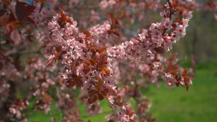 Blooming tree with pink flowers. Nature on spring