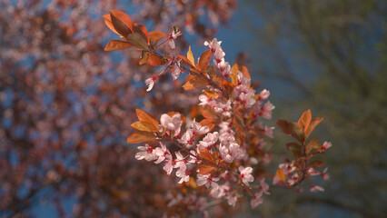 Blooming tree with pink flowers. Nature on spring