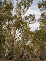 Majestic Australian River Red Gum (Eucalyptus camaldulensis) trees at Reedy Lake Wildlife Reserve near Nagambie