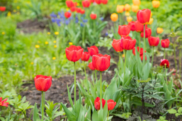 Multicolored flowerbed of yellow, red, pink blooming tulips at flower farm field in springtime.field of colorful tulips in full bloom. spring time