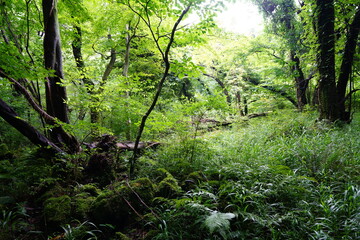 refreshing summer forest in the sunlight