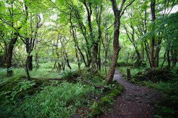 fascinating summer forest with pathway