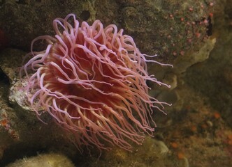 red sea anemone