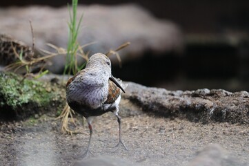 black backed shrike