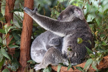 Koalas sleeping and eating in Steve Irwin Wildlife zoo in Brisbane in Australia