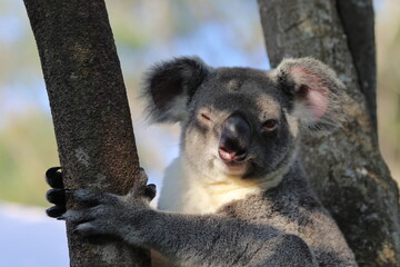 Koalas sleeping and eating in Steve Irwin Wildlife zoo in Brisbane in Australia