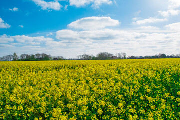 Fototapeta premium rapeseed field