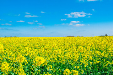 yellow rapeseed field