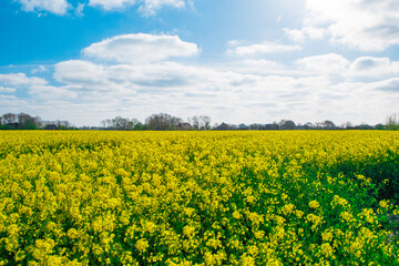 Fototapeta premium field