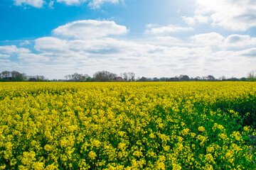 Obraz premium rapeseed field