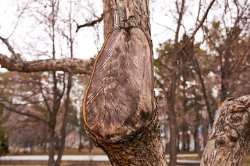 Part of the trunk of a tree sawn off by a branch, Close-up. Park area. - obrazy, fototapety, plakaty
