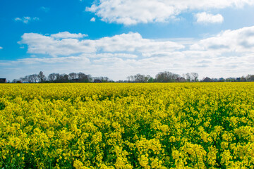 Obraz premium field