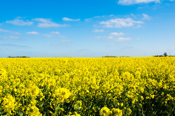 yellow rapeseed field