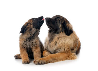 Obraz premium young Leonbergers in studio