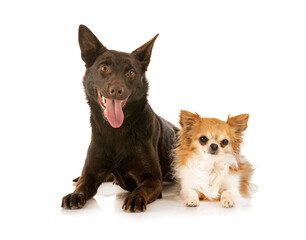 Australian Kelpie and chihuahua in studio