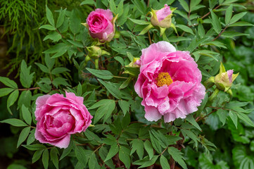 Beautiful rich pink Japanese tree peony, 'Hana-asobi'