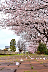 桜が満開の寒川一之宮緑道
