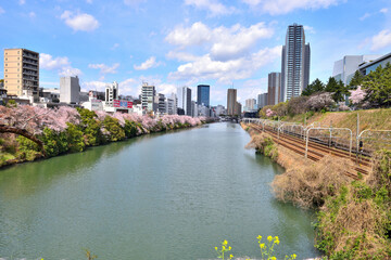 Fototapeta na wymiar 中央線沿いの神田川沿いに咲くさくら