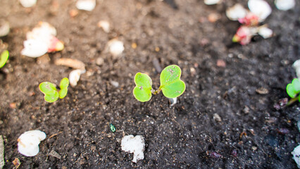 Germinated green radish sprouts in the ground close-up. Growing radishes in spring