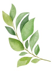 Hand Drawing Watercolor Beautiful Plant with green Leaves. Use for poster, card, print, textile, template, fabric, pattern, stickers, wedding, celebration, birthday