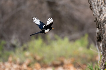 Black and White bird in flight