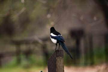 Back side of black and white bird