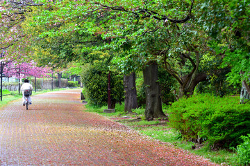 ソメイヨシノが散り八重桜が満開を迎えた寒川一之宮緑道