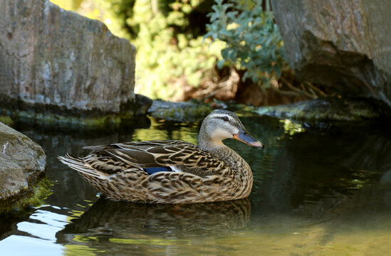 The mallard or wild duck (Anas platyrhynchos) is a dabbling duck. The female have brown-speckled plumage.