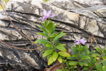 Flowers on the rocks