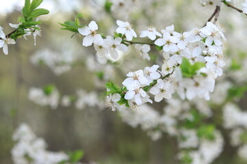 Flowering cherry plum. White flowers, selective focus. Spring flowers, can be used as background
