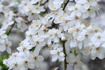 Flowering cherry plum. White flowers, selective focus. Spring flowers, can be used as background