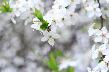Obraz premium Flowering cherry plum. White flowers, selective focus. Spring flowers, can be used as background