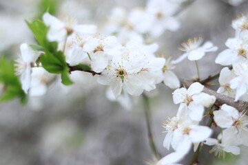 Flowering cherry plum. White flowers, selective focus. Spring flowers, can be used as background