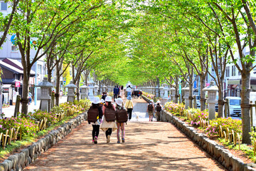桜並木の新緑がすがすがしい鎌倉鶴岡八幡宮の段蔓