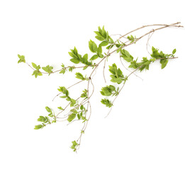 Spring branches with young leaves  isolated on white background. Branches of shrubs in spring time.