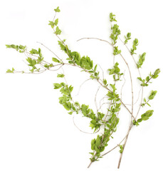 Spring branches with young leaves  isolated on white background. Branches of shrubs in spring time.