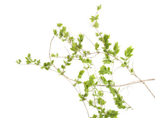 Spring branches with young leaves  isolated on white background. Branches of shrubs in spring time.