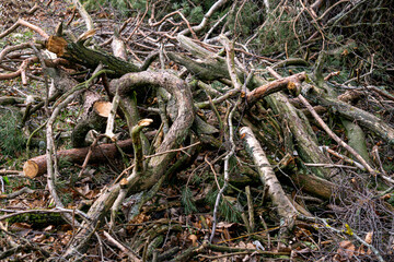 a large pile of branches of various trees that have fallen after the storm.