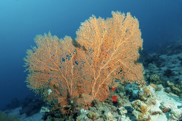 Naklejka na ściany i meble Gorgonia rossa sulla barriera corallina