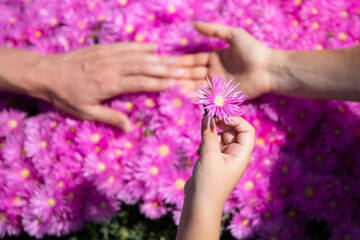 Obraz na płótnie Canvas Adult and child hands holding flowers. Violet chamomile background. Parents and kid hands together at pink asters flowers. Concept of unity, support, protection and happiness. Family hands.
