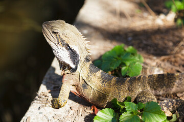 Wasserdrache - Close Up