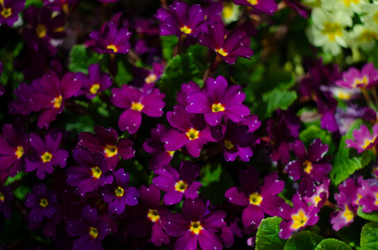 Spring. The first spring flowers. Burgundy primrose flowers among green leaves.