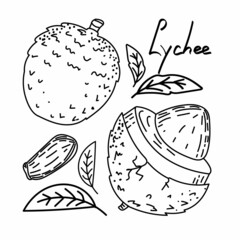 Exotic hand-drawn lychee fruit in sketch style. Lychee, isolated on white background in color. Fruit. Vector simple illustration.