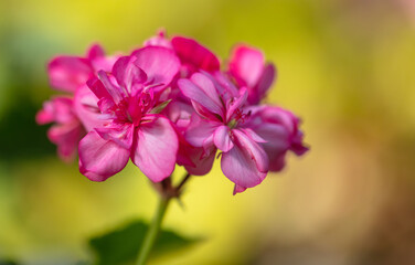 Fototapeta na wymiar Pink flower in the garden.