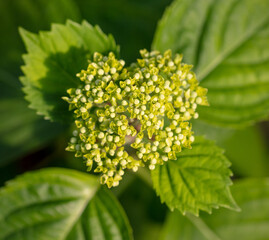 Small white flowers on a green herbaceous plant.