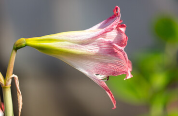 Lily flower in the park.