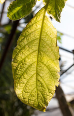 Green leaves on an ornamental tree on a plant.